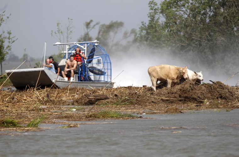 People try to rescue cattle from floodwaters after Isaac passed through the region, in Plaquemines Parish, La., Thursday, August 30, 2012.