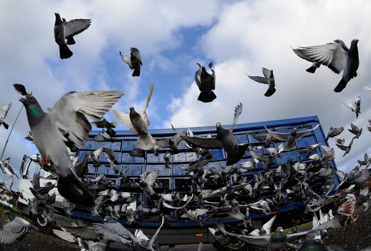 Racing pigeons are released from their racing boxes as they start their flight from Alnwick to their home lofts across Yorkshire and Humberside in northern England April 21, 2012.