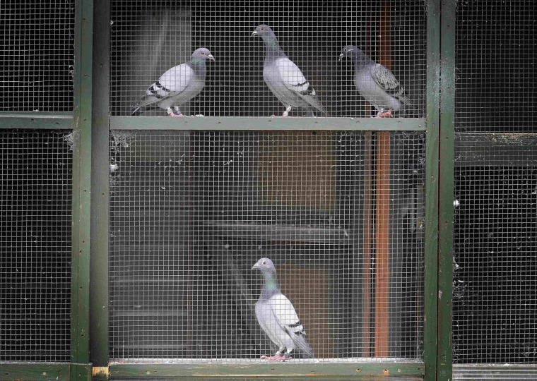 Racing pigeons wait to be loaded for the One Loft race at Birtsmorton, central England, Aug. 25. 1200 pigeons are entered in the loft during March for $160 each and then trained by loft keeper Jeremy Davies. The race from Hexham to Birtsmorton is 203 miles, taking the winning bird around 4 to 5 hours. Prize money totals $87,000, and the winner receives $31,600.