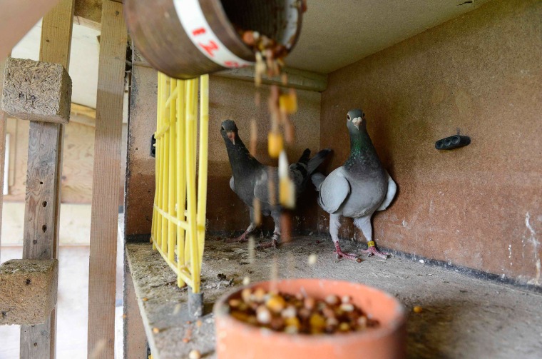 Pigeon fancier Katie Adwas feeds birds at her loft in Knayton, northern England Aug. 21. Topcliffe club secretary Adwas has been racing since 1996 and spends 15 hours a week on her 100 pigeons. Over recent years the club has dwindled to just nine members.