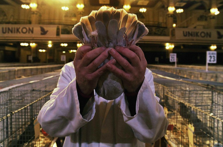 Steward Brian Harrison examines entries at the annual Homing Pigeon World Show at the Winter Gardens in Blackpool, northern England Jan. 21. The show, which is in its 40th year, has 4,000 entries from around the world, including the U.S. and China, and expects 35,000 visitors over the weekend.