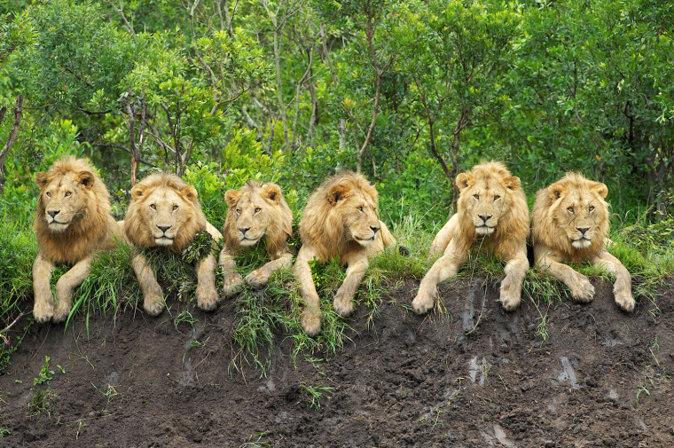 This image of six young male lions was captured by photographer Daniel Dolpire during a group safari in Serengeti National Park.