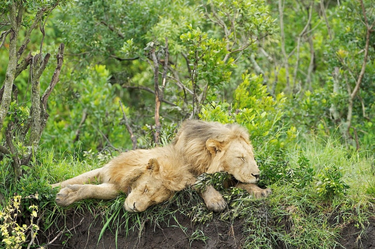 Photographer Daniel Dolpire captured this image of two lions from the Serengeti National Park's Black Rock Pride snoozing. Dolpire says that after photographing the larger group of young male lions, \"Exactly six minutes later the first lion got up and within another five minutes, three were sleeping and the other three had gone off into the bush.\"