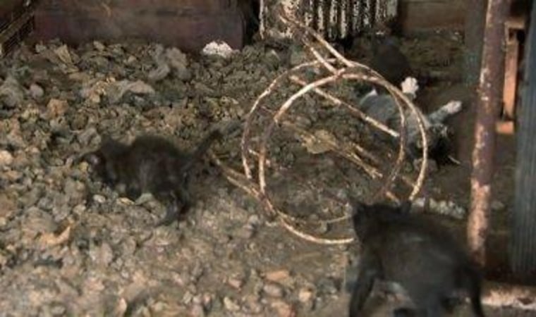 Hoarders' horror: Woman has nearly 100 dead cats in refrigerator