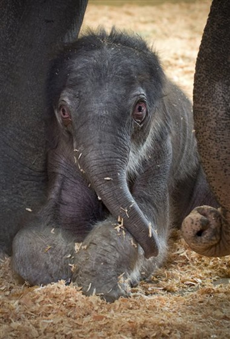 Under the agreement, a Perris, Calif., company called Have Trunk Will Travel will retain ownership of the newborn elephant, but the unnamed animal wil...
