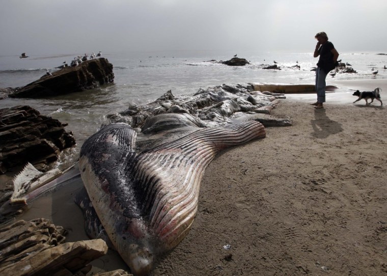 The remains of a fin whale that washed ashore last Monday are seen Thursday on a beach in Malibu. Calif.