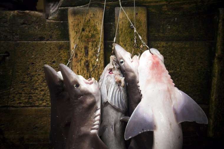 Shark fins from Canada sold as delicacy in China