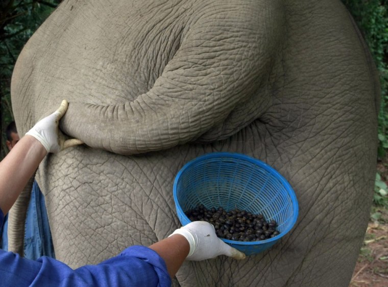 In this Dec. 4 photo, a Thai mahout's wife jokingly poses with a plastic basket containing coffee beans freshly cleaned from elephant dung below the t...