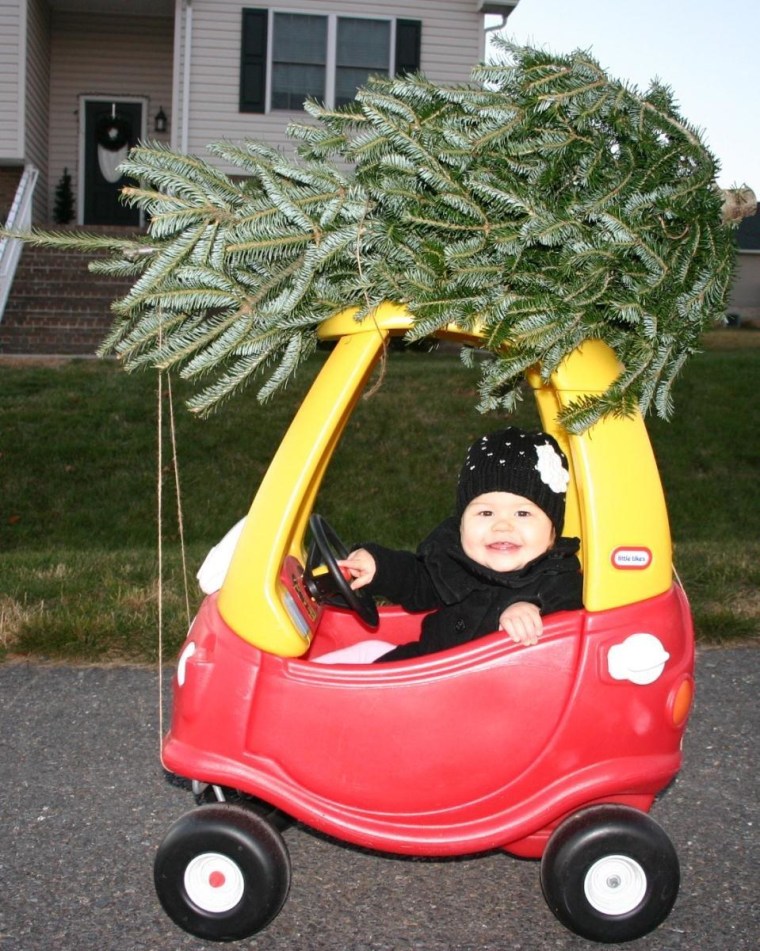 I got the tree!