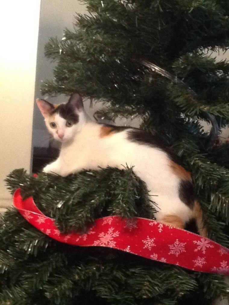 Kitty ornament