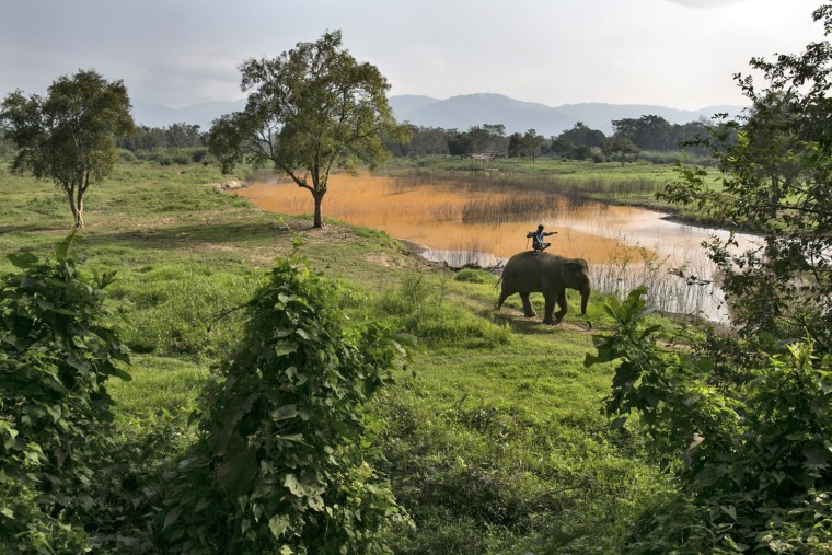 thai coffee elephant