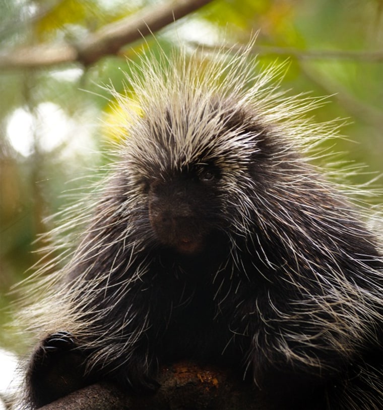 Could Porcupine Quills Help Us Design the Next Hypodermic Needle?, Science