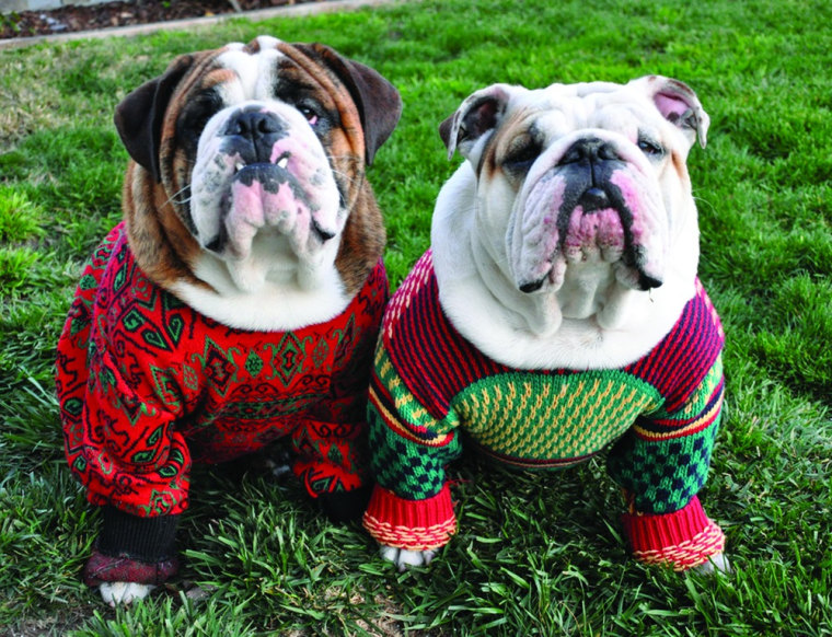 Wow, who even knew you could buy ugly holiday sweaters for dogs?