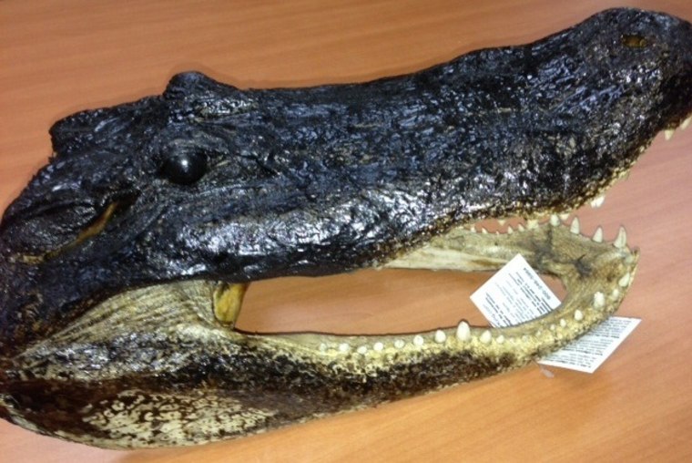 Image: Alligator head