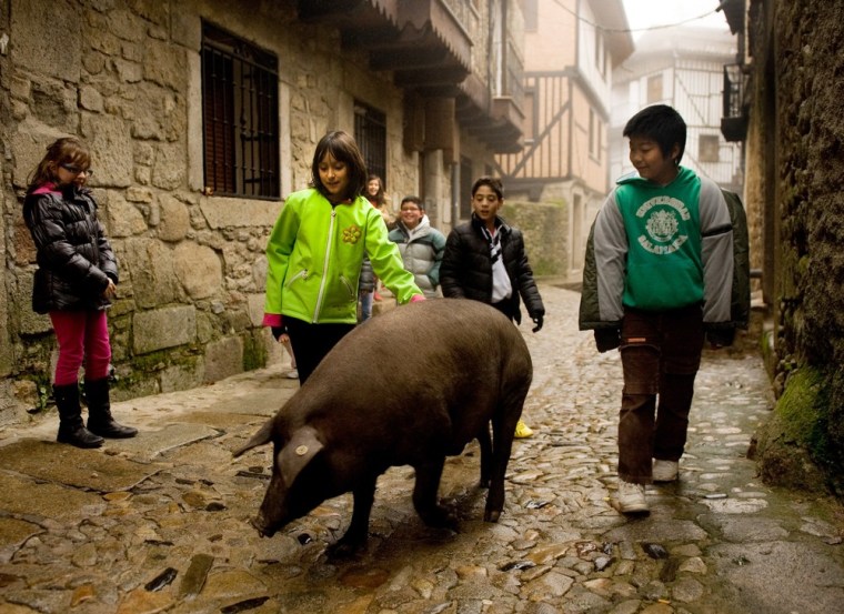 Pig free to roam in Spanish village — but not for long