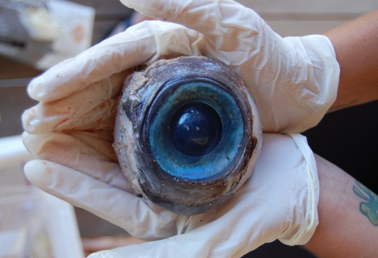 A photo made available by the Florida Fish and Wildlife Conservation Commission in October shows a giant eyeball from a mysterious sea creature that washed ashore and was found by a man walking the beach in Pompano Beach, Fla.