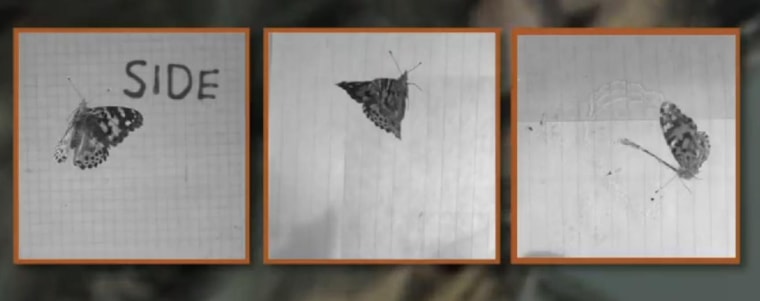 Information on the mechanics of a painted lady butterfly's flight patterns gleaned from high-speed video may be used to construct better designs for military drones.