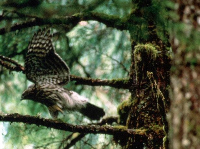 Researchers are modeling how birds such as the northern goshawk, shown here, zip through the forest without crashing into trees. Such knowledge could lead to drones that fly fast through cluttered environments.