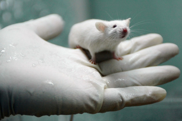 CHENGDU, CHINA - AUGUST 3: (CHINA OUT) A worker holds a white rat at the State Key Laboratory of Biotherapy established by the West China Medical School of Sichuan University on August 3, 2005 in Chengdu of Sichuan Province, southwest China. The lab has carried out gene therapy, immunotherapy, cell therapy and other researches, using thousands of white rabs, according to local media. (Photo by China Photos/Getty Images)