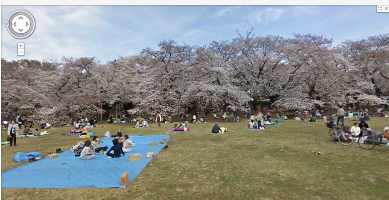 Koganei Park during cherry blossom season