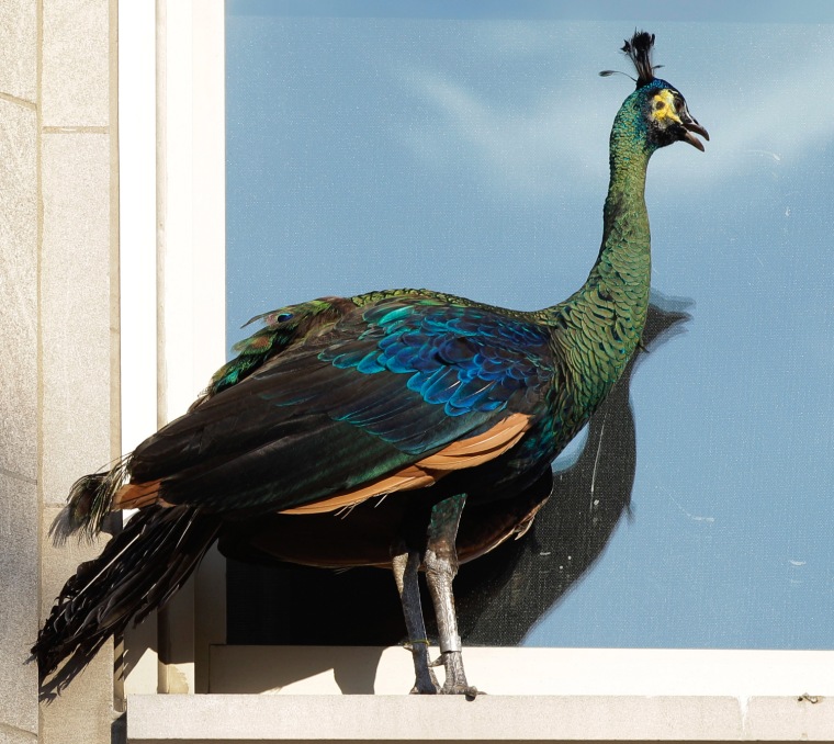 A peacock on the loose after it escaped from the Central Park Zoo stands on a window ledge above fifth avenue Tuesday, Aug. 2, 2011 in New York. The zoo says the peacock poses no danger to anyone. Zookeepers are asking anyone who spots the peacock