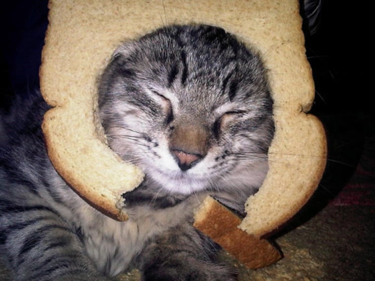 Cats with bread on hotsell their head