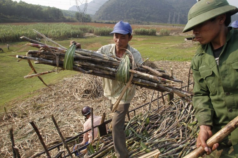 Farmers load cut sugarcane onto a truck during harvest season in Thanh Hoa province.