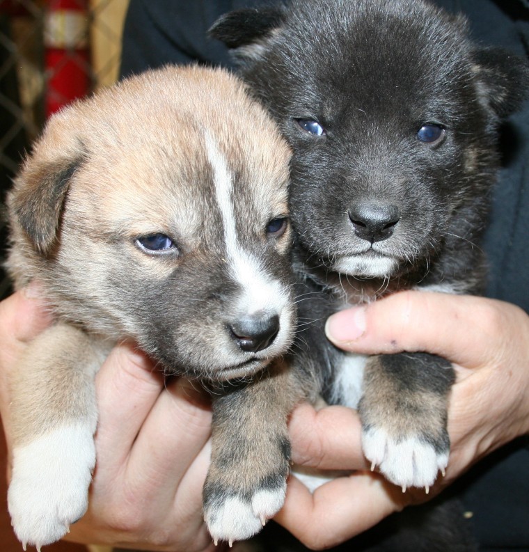 Hello, world! Two of the seven dingo pups born to the Fort Wayne Children's Zoo make their eye-opening debut.