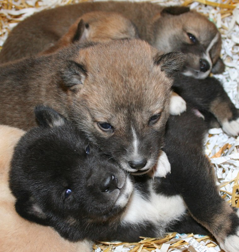 Taking a break from playtime, these pups relax together in their nest box.