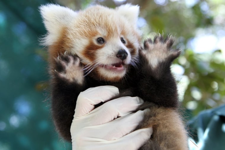 Ta-da! This red panda cub shows off for the crowd.