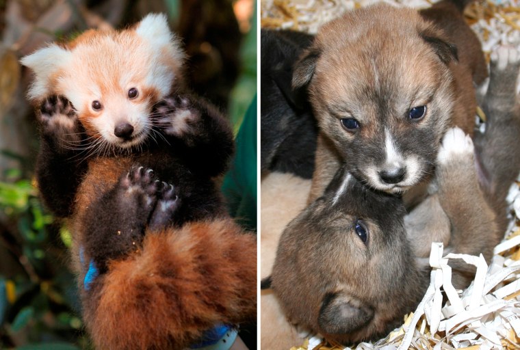 A baby red panda at the Perth Zoo and a pair of dingo pups at the Fort Wayne Chidren's Zoo.