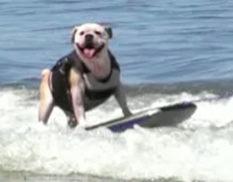 Surfing bulldog is Kathie Lee Gifford's new favorite thing.