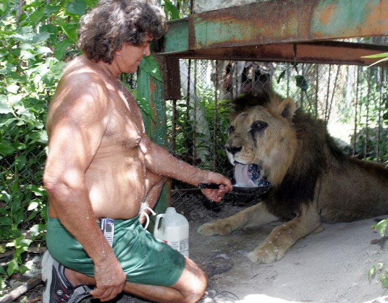 LOXAHATCHEE, FL - JULY14:  Steve Sipek gives a bowl of milk to his pet lion July 14, 2004 in Loxahatchee, Florida. Sipek's 600-pound Bengal tiger, Bobo, who escaped his south Florida home July 12, was shot multiple times after the animal lunged at a wildlife officer yesterday, according to a state Fish and Wildlife spokesman. Sipek, formerly an actor who twice portrayed Tarzan in the movies in the 1970s, called the killing a murder.  (Photo by Tom Ervin/Getty Images)