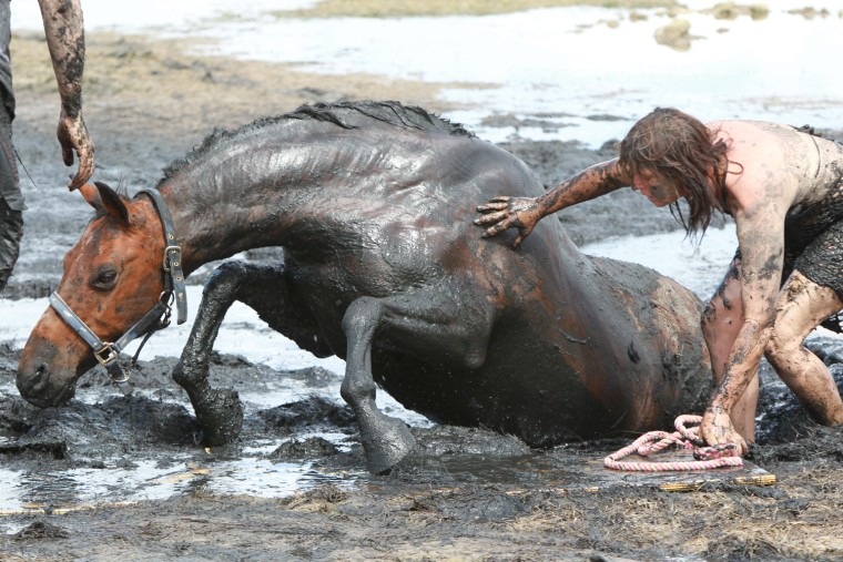 Feature Rates Apply.
Mandatory Credit: Photo by Newspix/Rex / Rex USA (989619l)
Nicole Graham comforts her 18-year-old horse 'Astro' as members of the Country Fire Authority (CFA) and the State Emergency Services (SES) attempt to free the 500kg horse
Horse rescued from thick mud at Avalon Beach in Geelong, Victoria, Australia - 26 Feb 2012
Saved from tidal terror

IT was a race against the tide that pulled at the heartstrings. For three hours yesterday, show horse Astro was stuck neck deep in thick mud at Avalon Beach on Corio Bay as the tide inched closer. Rescue crews first tried to pull the 18-year-old, 500kg horse free with fire hoses, and then a winch before a vet turned up to sedate Astro and pull him clear with a tractor. The crews knew by 5pm the tide would have come all the way in. But within minutes of the waters rising around him, Astro was being dragged up on to solid ground slowly but surely, the team filthy but ecstatic. Owner Nicole Graham (above) said she and daughter Paris, 7, set off