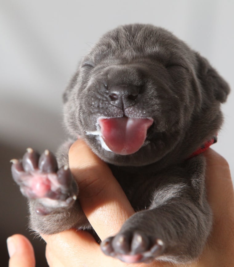 USA Sales Only-Aken, Germany 1/25/12- 27 mastiff's puppies give breeder record breaking broud. Family Oswald from Saxony-Anhalt has got a dog increase of 27 puppies within 3 days. Elfi Bonny von Tara (2) and Anny of the house Beau (3 1/2) have born 11 and 16 puppies. The puppies were born on January 13 (11 from Elfi Bonni and January  16 (16 from Anny Bonny) , 2012 in Aken, Germany

-PICTURED: 30317333.000028
-PHOTO by: Action Press/startraksphoto.com
-APG_14309
Startraks Photo New York, NY For licensing please call 212-414-9464 or email sales@startraksphoto.com