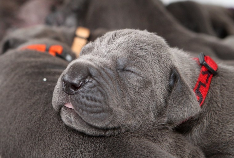 USA Sales Only-Aken, Germany 1/25/12- 27 mastiff's puppies give breeder record breaking broud. Family Oswald from Saxony-Anhalt has got a dog increase of 27 puppies within 3 days. Elfi Bonny von Tara (2) and Anny of the house Beau (3 1/2) have born 11 and 16 puppies. The puppies were born on January 13 (11 from Elfi Bonni and January  16 (16 from Anny Bonny) , 2012 in Aken, Germany

-PICTURED: 30317333.000031
-PHOTO by: Action Press/startraksphoto.com
-APG_14311
Startraks Photo New York, NY For licensing please call 212-414-9464 or email sales@startraksphoto.com