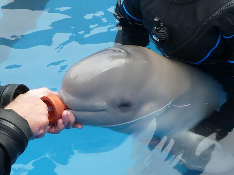 Orphaned baby beluga lost and found