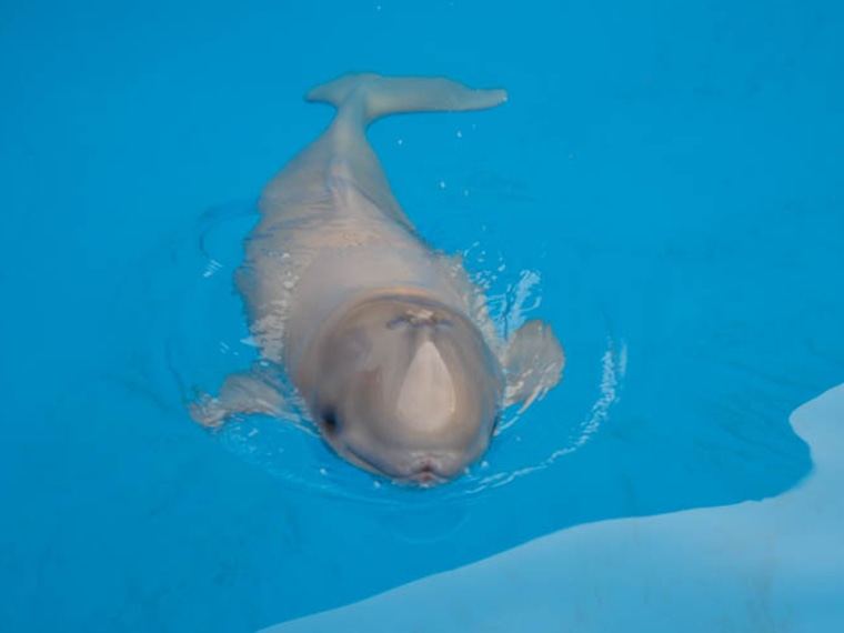 The baby calf is the first beluga whale to be housed at the Alaska SeaLife Center, according to a press release from the Center.