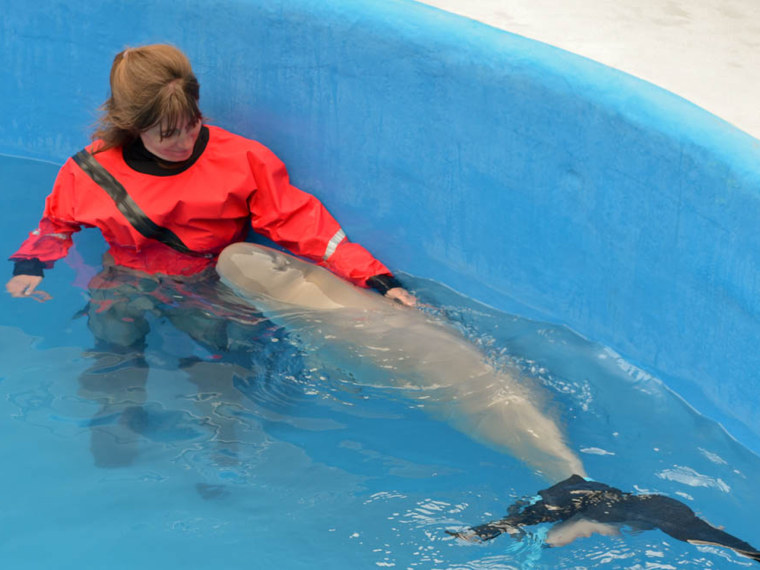 Orphaned baby beluga lost and found