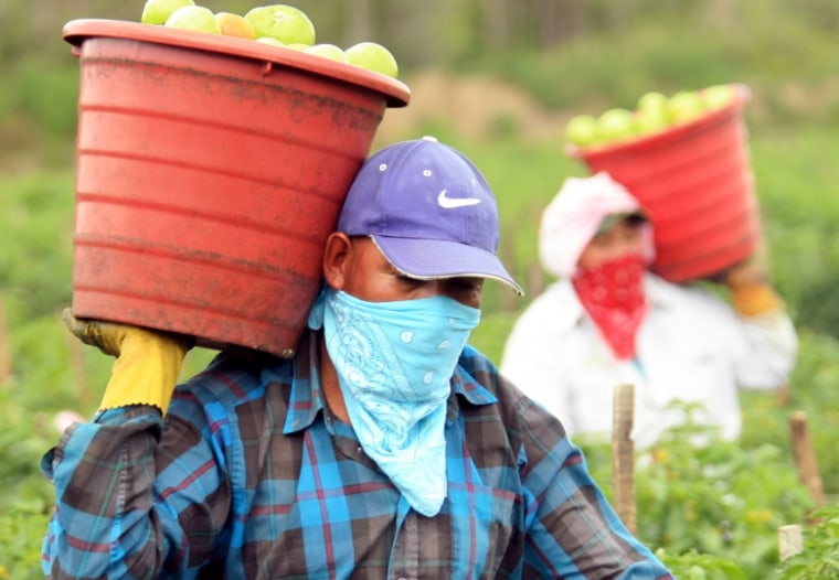 Farmworkers pick tomatoes in Immokalee, Fla., during the 2006 spring season.