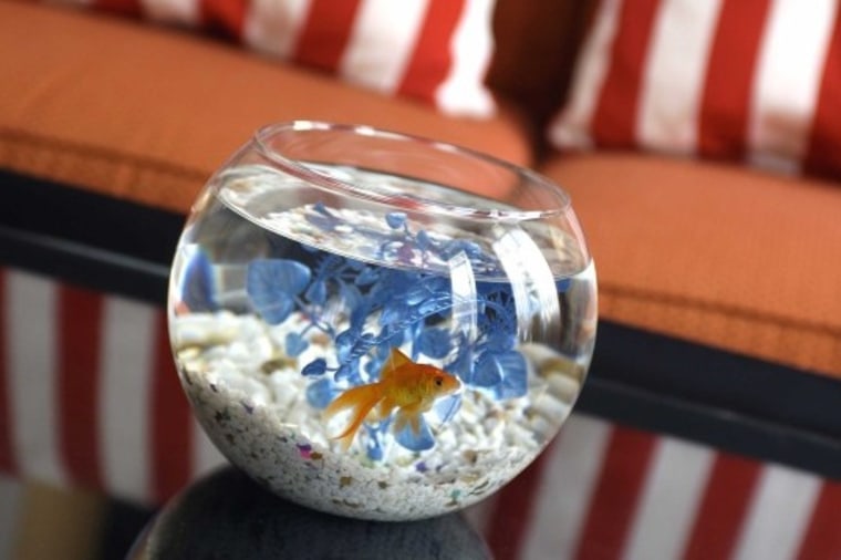 Children can borrow a pet fish for the length of their stay at Hotel Monaco in San Francisco.