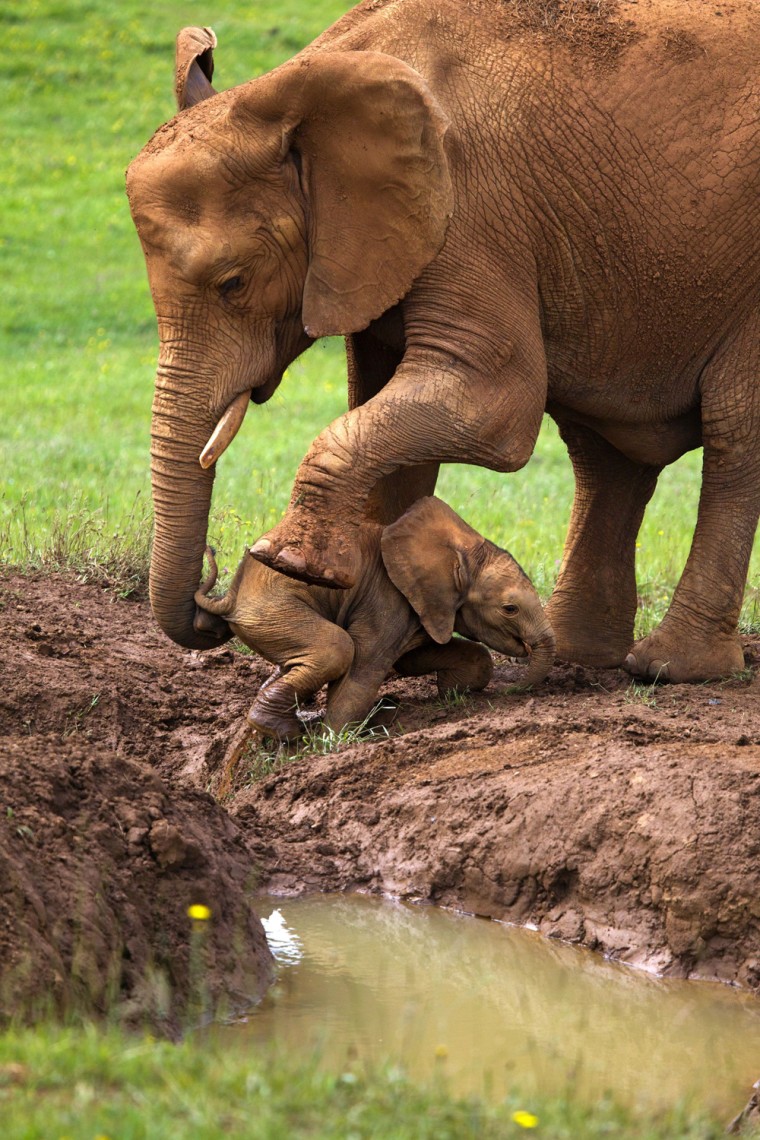 Cano said it was amazing to see the mother elephant crouch in the mud and pick her baby up with her trunk.