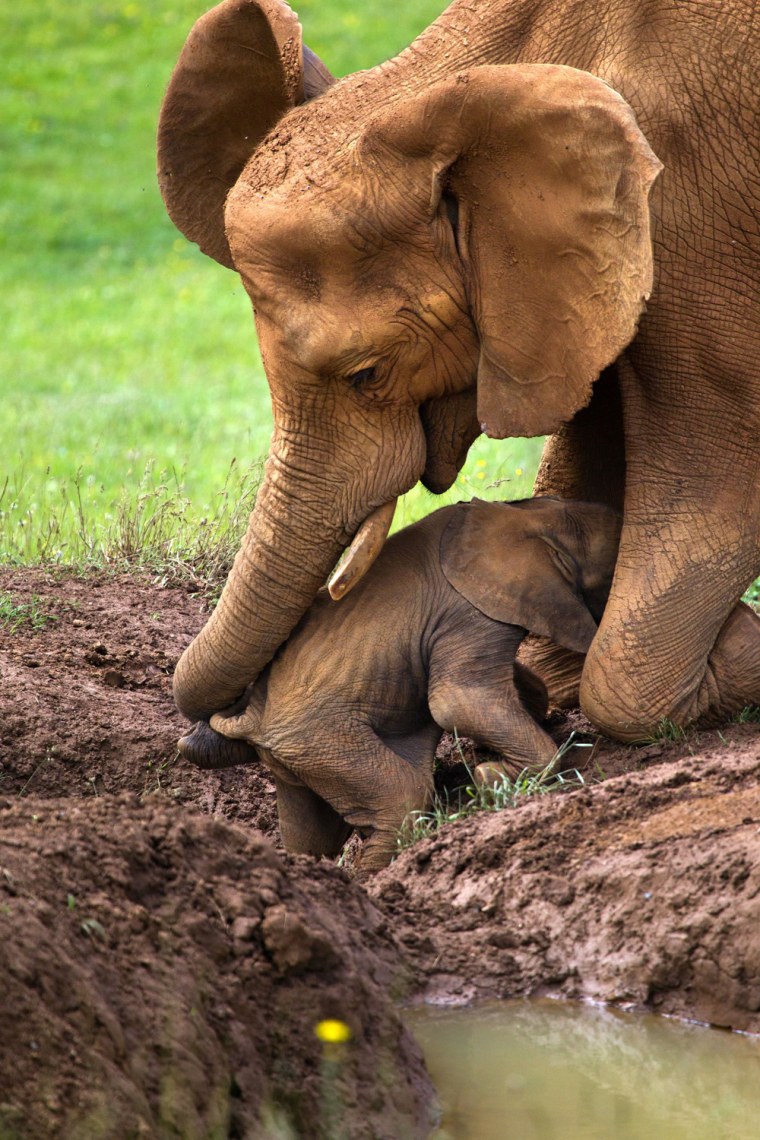 \"I saw the older baby elephant and the mother cross the watering hole with no problems. But the younger one started to slither because of the mud,\" Cano told Rex USA. The male baby elephant was unable to climb up the slippery bank and started to slide down. That's when mom sprang into action.