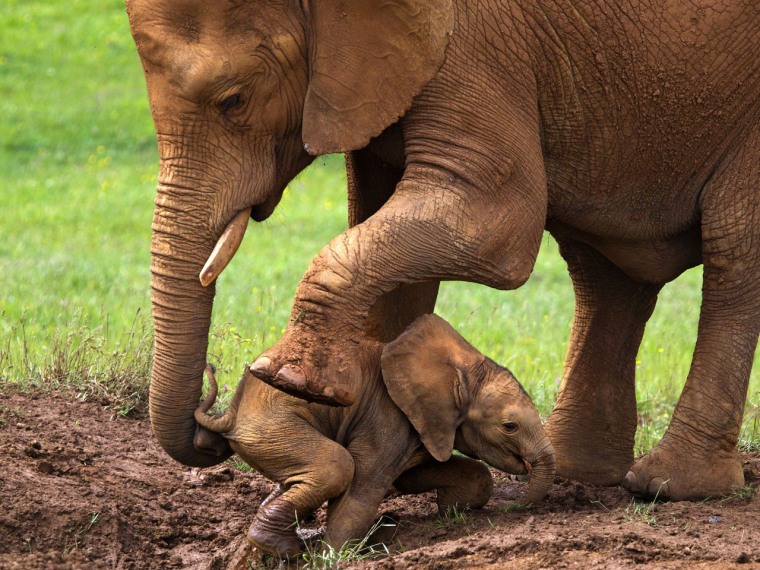 A mother elephant helps her baby escape from sinking into a mud hole.