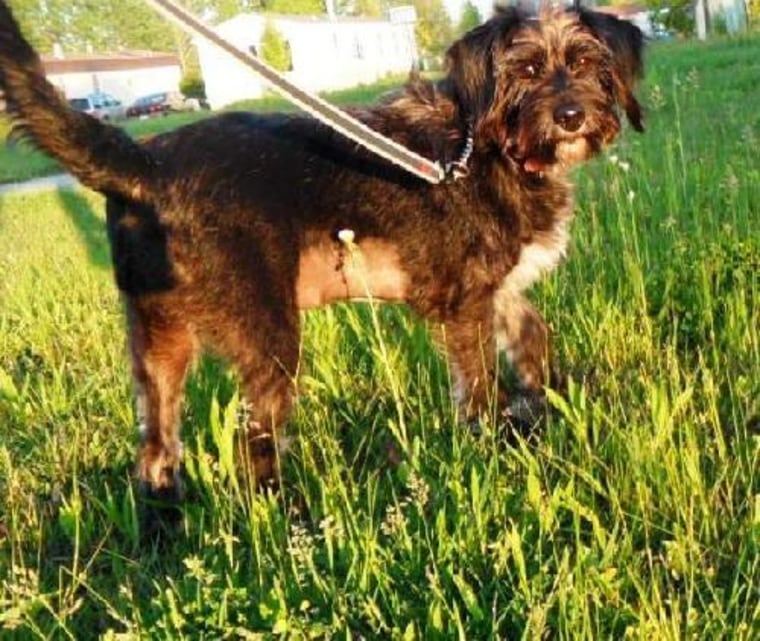 The photo of Anny on K-9 Resque's PetFinder.com page that grabbed Izzarone's attention.
