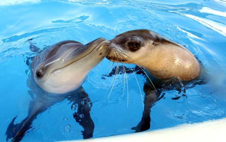 Improbable best friends, Jet the dolphin and Miri the seal, nuzzle up next to each other.