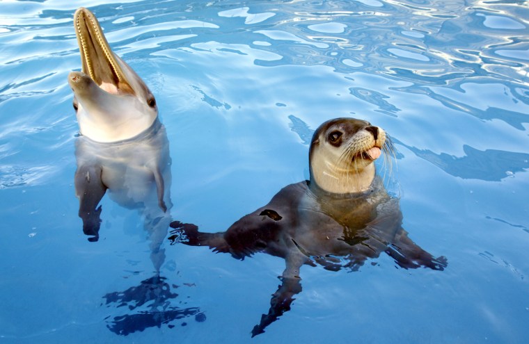 Jet the dolphin and Miri the seal communicate to each other when Miri barks and Jet clicks back.