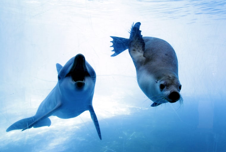 Jet and Miri love swimming together.