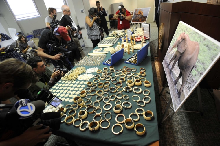 Illegal elephant ivory worth 2 million seized in New York