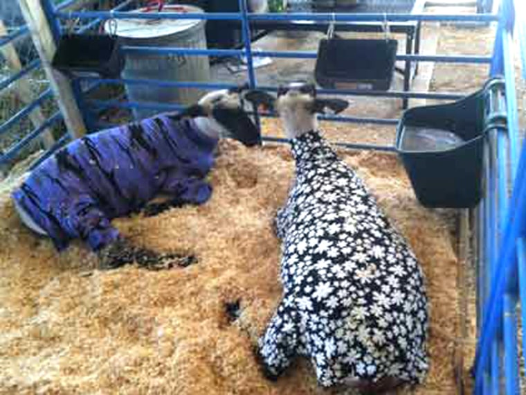 Sheep lounging around in their \"lambie jammies\" at the Contra Costa County Fair in Antioch, California.